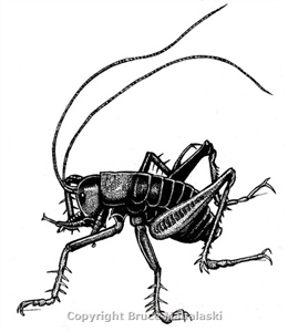 Tusked Weta Picture